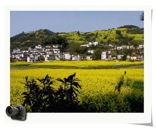 中村 花资料,探寻日本花道艺术的传承与创新